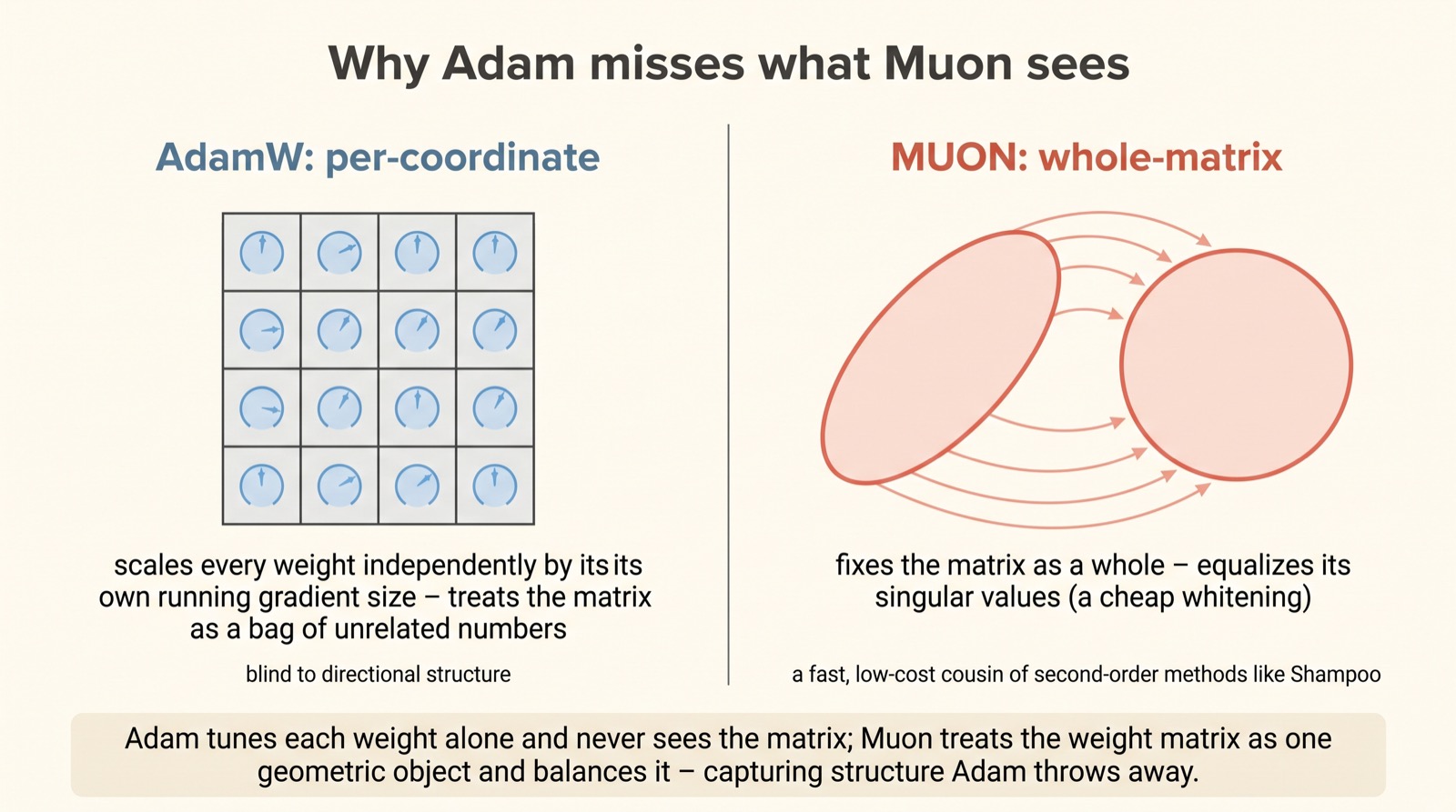 Two panels: AdamW rescaling each weight cell independently (per-coordinate, blind to structure) versus Muon reshaping the whole matrix's singular-value geometry as one object.