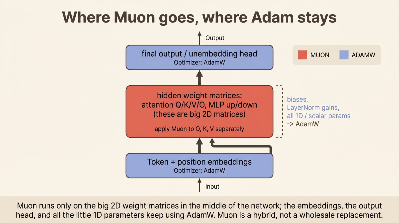 A transformer layer stack color-coded by optimizer: embeddings and output head in blue (AdamW), the hidden attention and MLP weight matrices in red (Muon), with 1D parameters noted as AdamW.