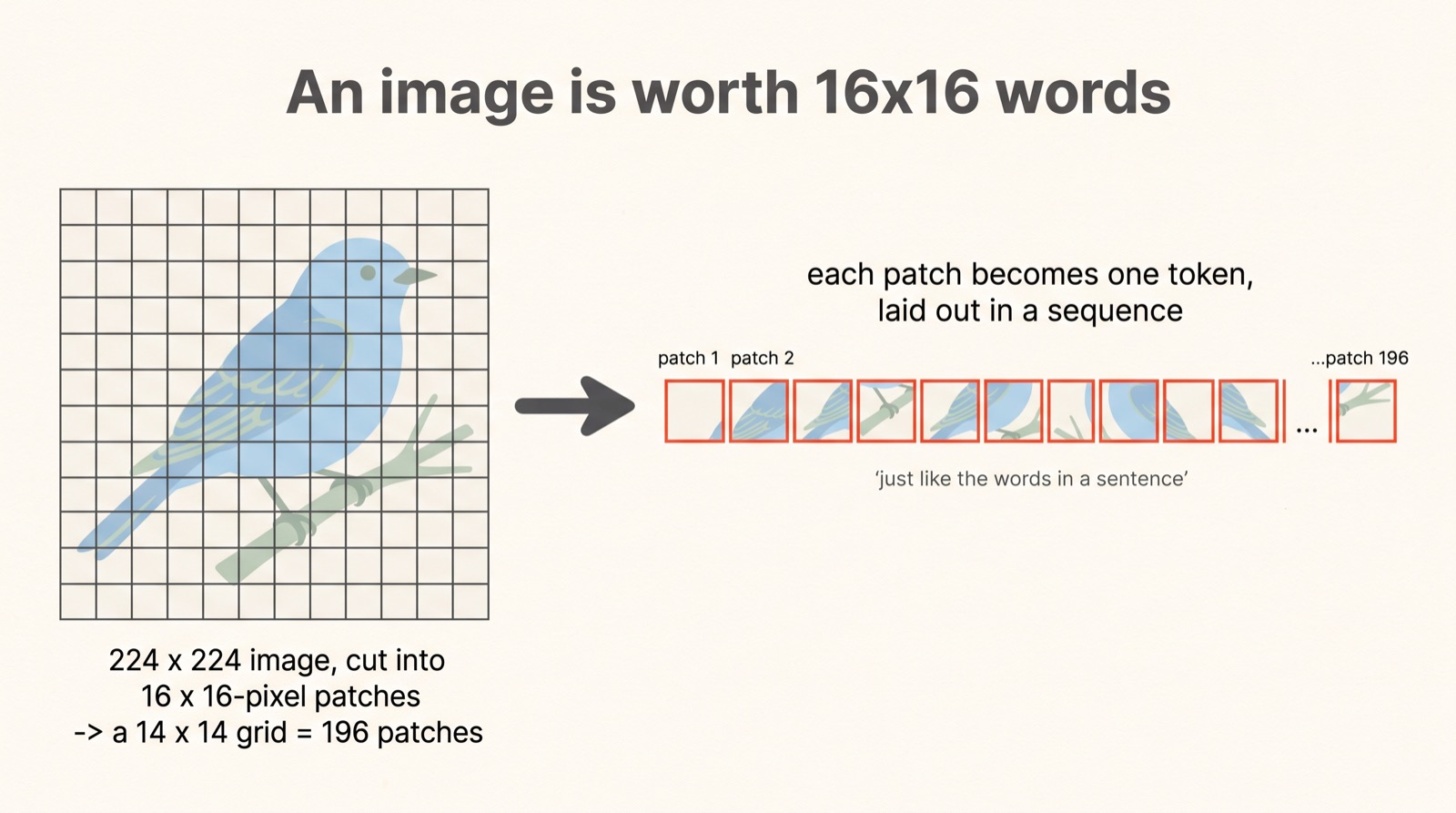 A 224x224 image overlaid with a grid of 16x16 patches (a 14x14 grid = 196 patches), with an arrow unrolling the patches into a horizontal sequence of tokens.